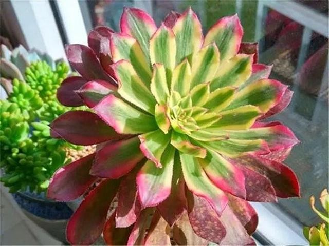 秋天最好养的多肉，1棵能爆20个头，掰掉又是一大盆