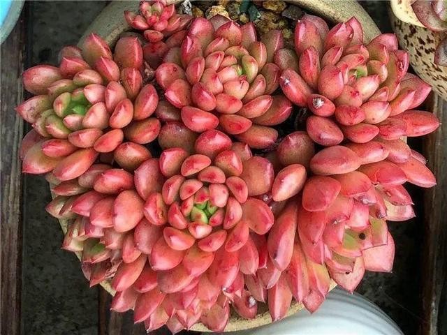 秋天最好养的多肉，1棵能爆20个头，掰掉又是一大盆