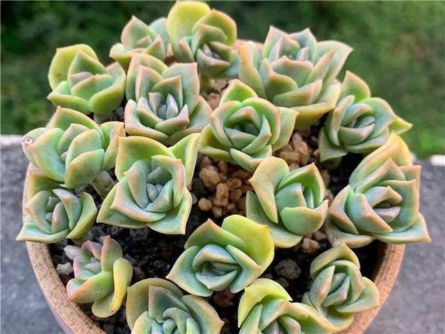 秋天最好养的多肉，1棵能爆20个头，掰掉又是一大盆