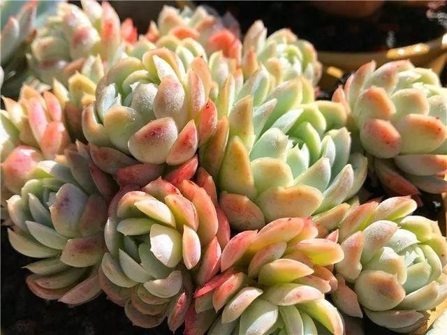 秋天最好养的多肉，1棵能爆20个头，掰掉又是一大盆