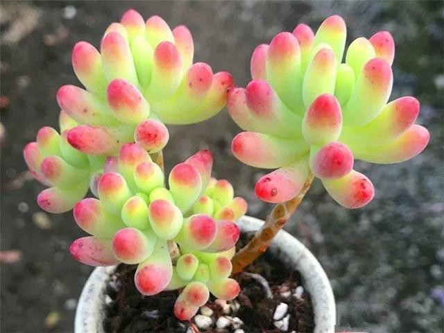 秋天最好养的多肉，1棵能爆20个头，掰掉又是一大盆