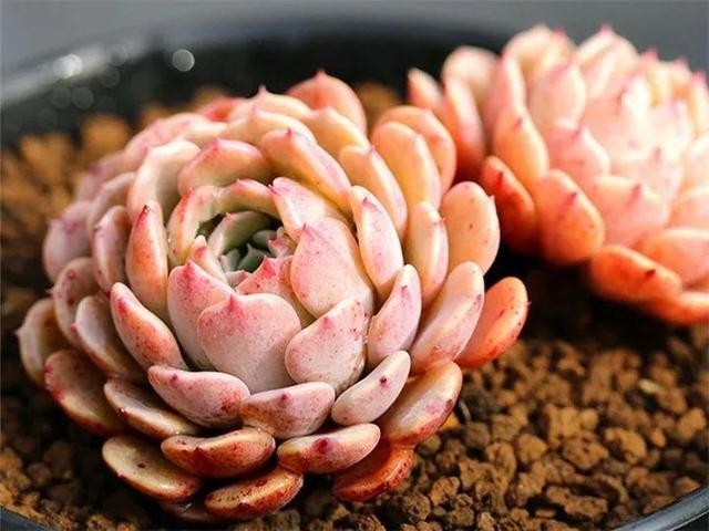 秋天最好养的多肉，1棵能爆20个头，掰掉又是一大盆