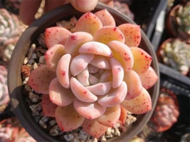 秋天最好养的多肉，1棵能爆20个头，掰掉又是一大盆