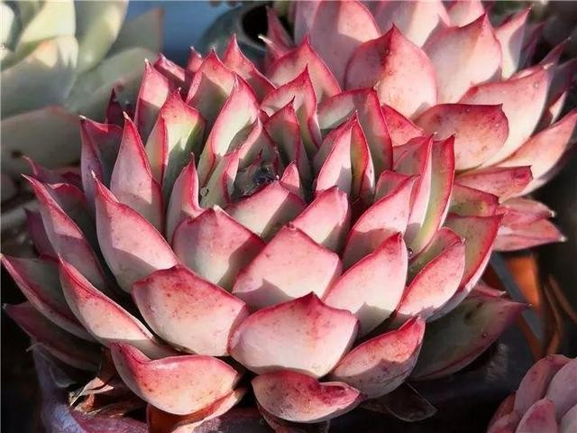 秋天最好养的多肉，1棵能爆20个头，掰掉又是一大盆
