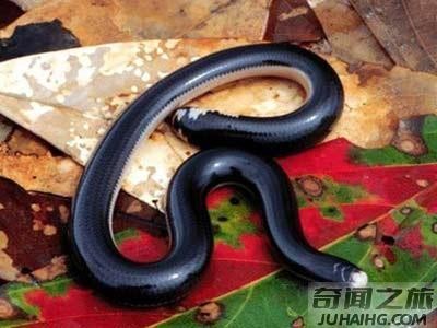 中国27种毒蛇分别是哪些（中国27种毒蛇名字）(3)_