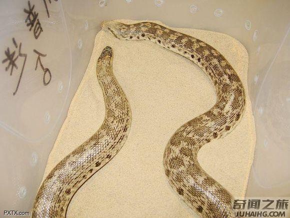 中国27种毒蛇分别是哪些（中国27种毒蛇名字）(8)_