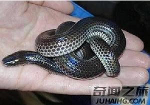 中国27种毒蛇分别是哪些（中国27种毒蛇名字）(5)_