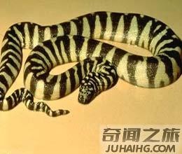 中国27种毒蛇分别是哪些（中国27种毒蛇名字）(4)_