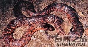 中国27种毒蛇分别是哪些（中国27种毒蛇名字）(14)_