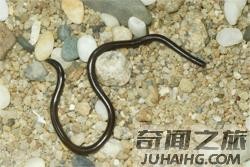 中国27种毒蛇分别是哪些（中国27种毒蛇名字）(2)_