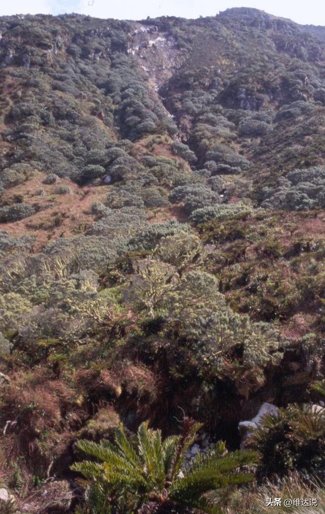 世界上最小的岛圣克鲁斯岛（戈夫岛:世界最偏僻的岛屿之一）(8)