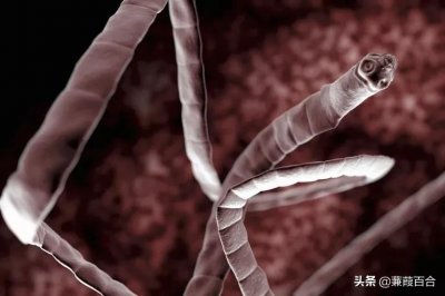 ​世界上十大恐怖生物图片（十大已灭绝的超自然恐怖生物）