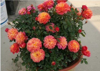 ​花中皇后指的是什么花（花中皇后的4个养护细节）