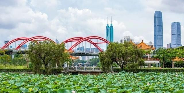 洪湖公园百亩荷花绽放的盛景，记录下了荷花最美的画面