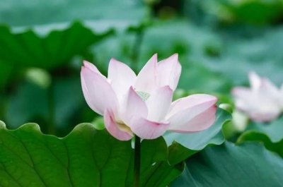 ​洪湖公园百亩荷花绽放的盛景，记录下了荷花最美的画面