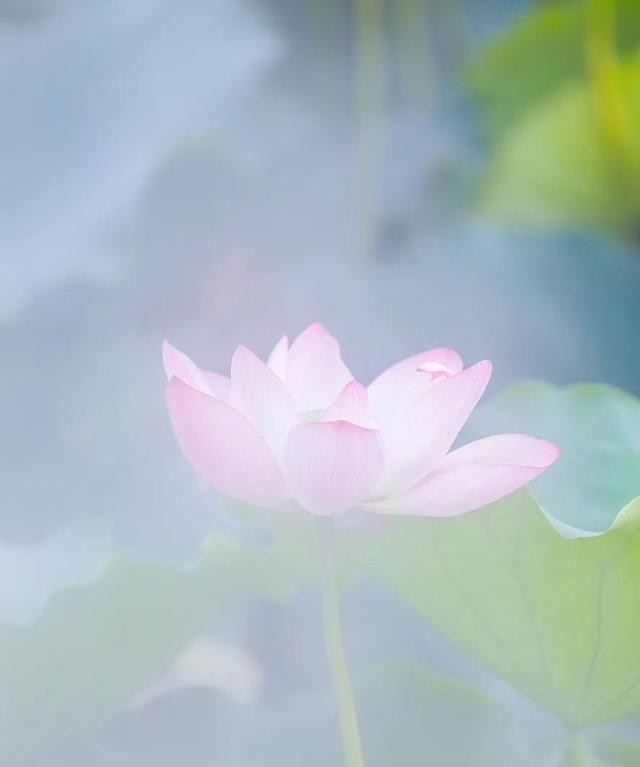 洪湖公园百亩荷花绽放的盛景，记录下了荷花最美的画面