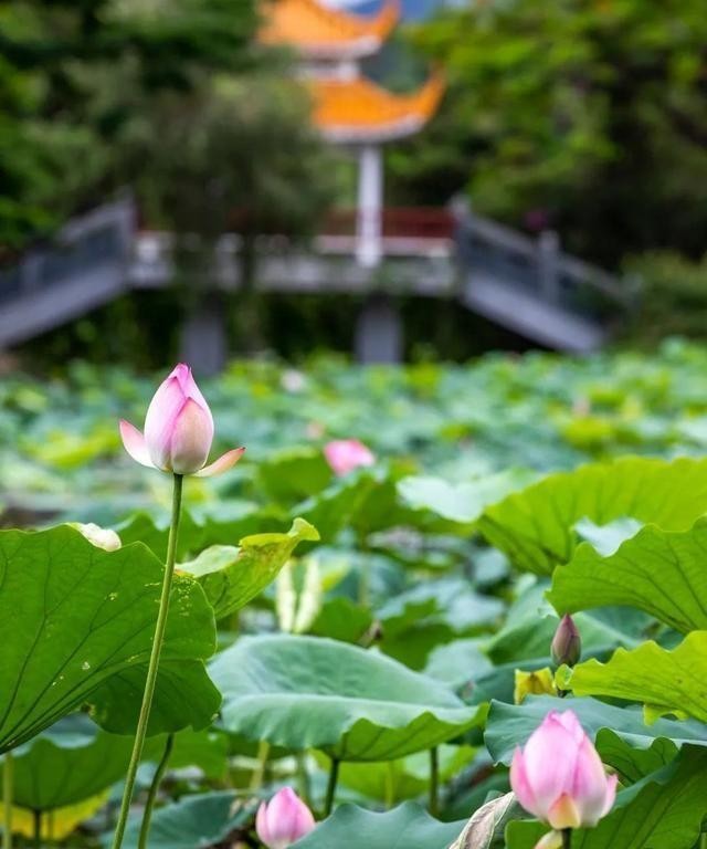洪湖公园百亩荷花绽放的盛景，记录下了荷花最美的画面