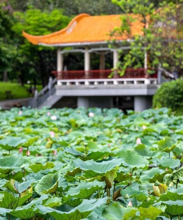洪湖公园百亩荷花绽放的盛景，记录下了荷花最美的画面