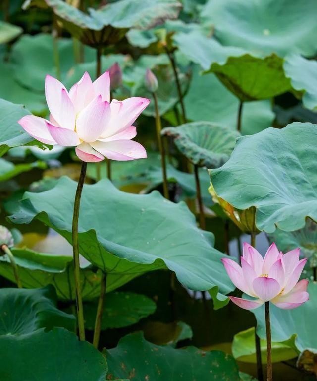 洪湖公园百亩荷花绽放的盛景，记录下了荷花最美的画面