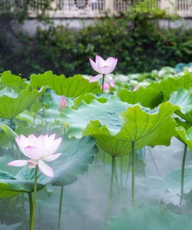 洪湖公园百亩荷花绽放的盛景，记录下了荷花最美的画面