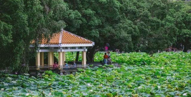 洪湖公园百亩荷花绽放的盛景，记录下了荷花最美的画面