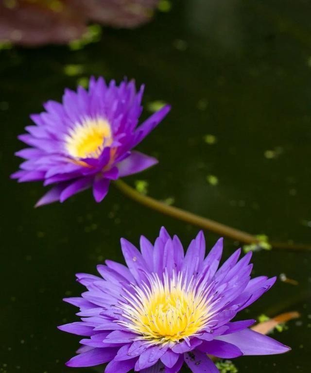 洪湖公园百亩荷花绽放的盛景，记录下了荷花最美的画面