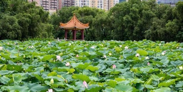 洪湖公园百亩荷花绽放的盛景，记录下了荷花最美的画面