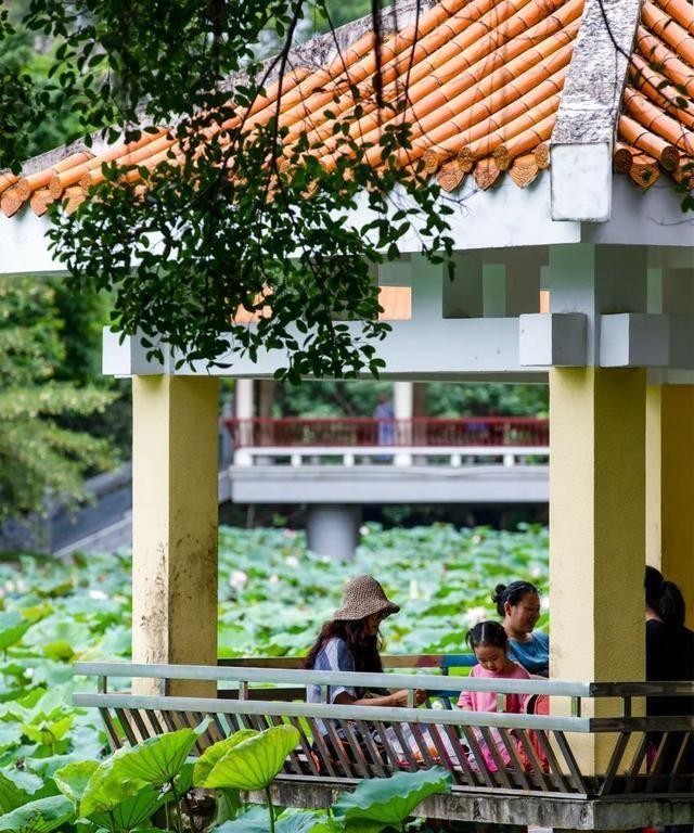 洪湖公园百亩荷花绽放的盛景，记录下了荷花最美的画面