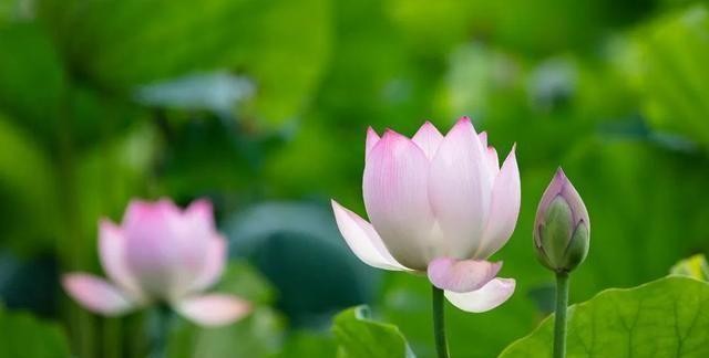 洪湖公园百亩荷花绽放的盛景，记录下了荷花最美的画面