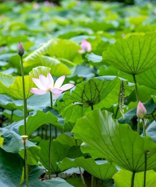 洪湖公园百亩荷花绽放的盛景，记录下了荷花最美的画面