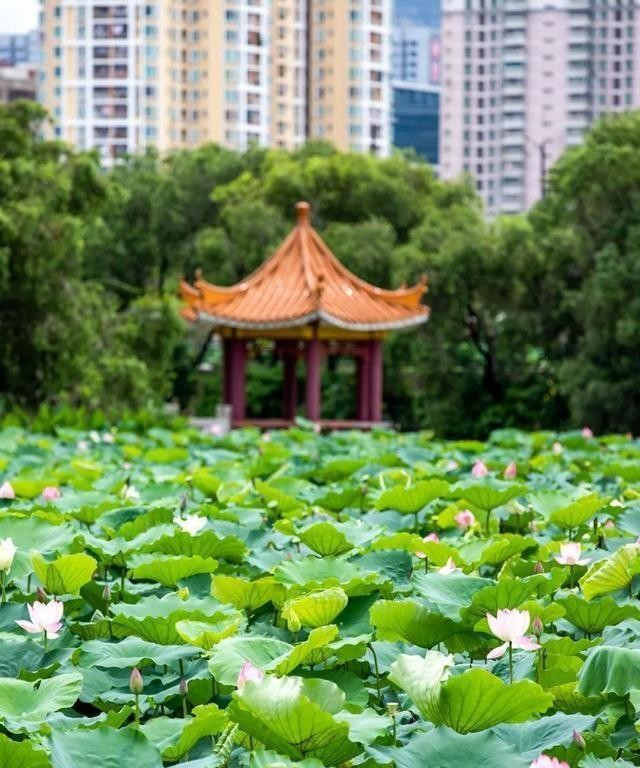 洪湖公园百亩荷花绽放的盛景，记录下了荷花最美的画面