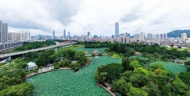 洪湖公园百亩荷花绽放的盛景，记录下了荷花最美的画面