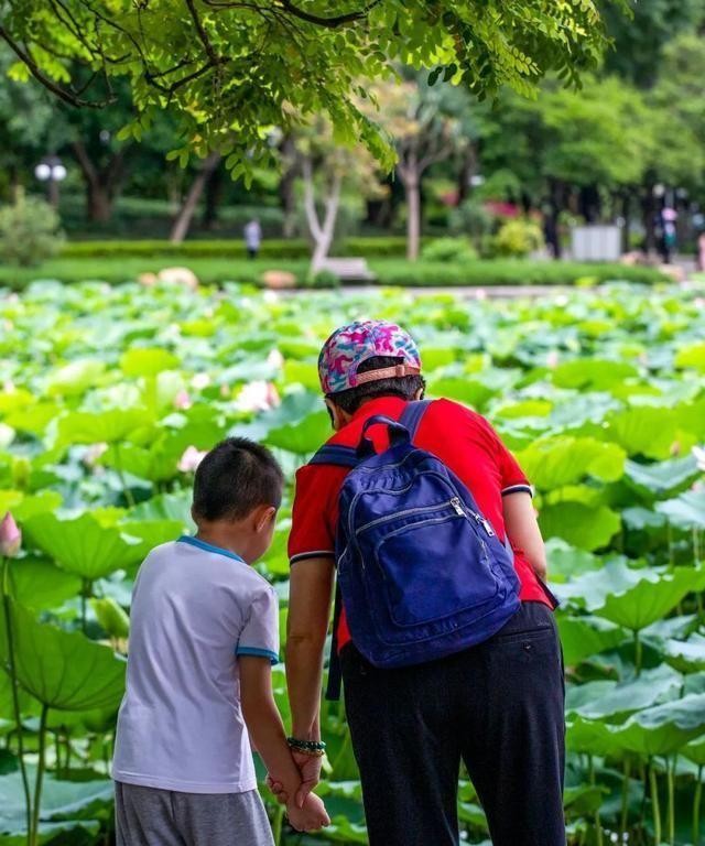 洪湖公园百亩荷花绽放的盛景，记录下了荷花最美的画面