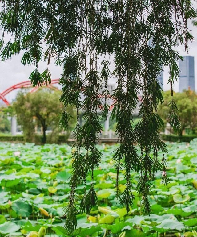 洪湖公园百亩荷花绽放的盛景，记录下了荷花最美的画面
