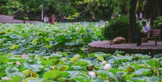 洪湖公园百亩荷花绽放的盛景，记录下了荷花最美的画面