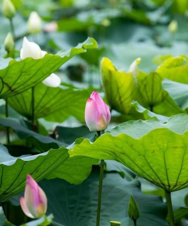 洪湖公园百亩荷花绽放的盛景，记录下了荷花最美的画面