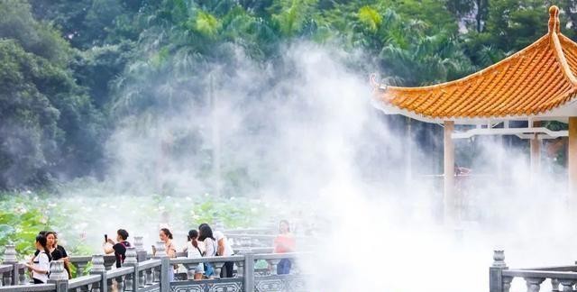 洪湖公园百亩荷花绽放的盛景，记录下了荷花最美的画面