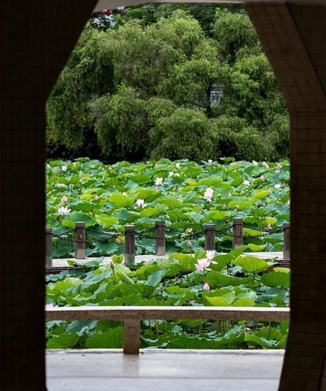 洪湖公园百亩荷花绽放的盛景，记录下了荷花最美的画面
