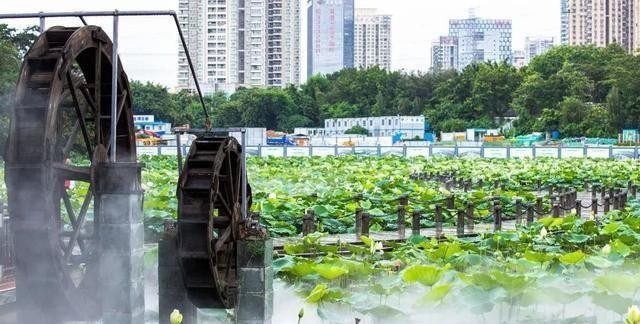 洪湖公园百亩荷花绽放的盛景，记录下了荷花最美的画面