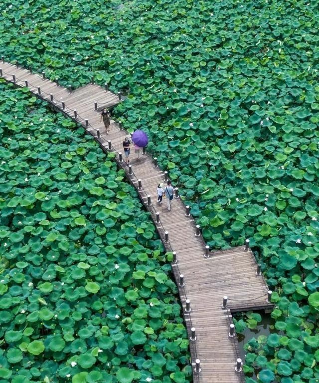 洪湖公园百亩荷花绽放的盛景，记录下了荷花最美的画面