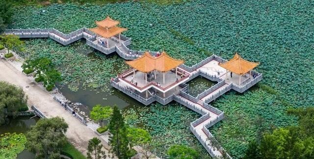 洪湖公园百亩荷花绽放的盛景，记录下了荷花最美的画面