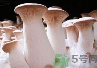 吃杏鲍菇有什么好处？吃杏鲍菇对身体好吗？