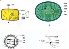 生物的基本特征,生物的基本特征有哪些初一上册图4