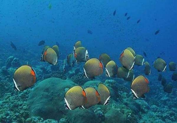生物的基本特征,生物的基本特征有哪些初一上册图2