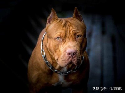 ​世界十大恶犬（世界十大最危险猛犬排名）