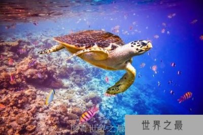 ​可能消失的八大世界级美景！马尔代夫在50年后可能消失