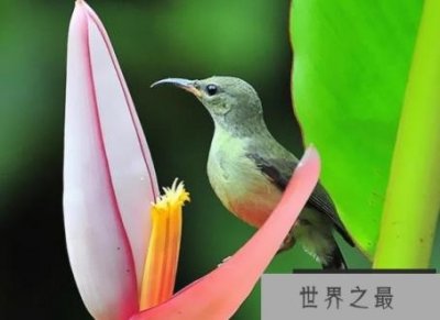 ​世界上体积最小的鸟 最小者体重不到2克