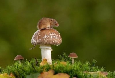 ​世界上最小的动物排名前十（可以称之为最小的十二种动物）