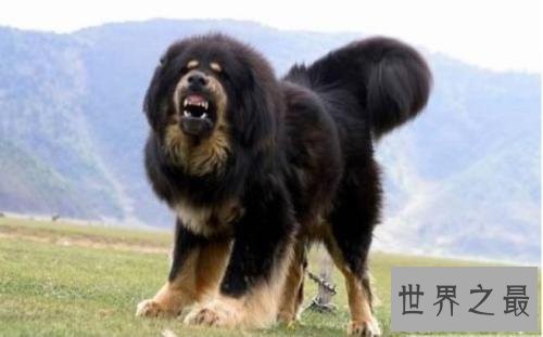 世界名犬排行榜，第一个名犬绝对是女性的最爱！