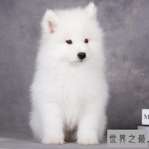 ​世界名犬排行榜，第一个名犬绝对是女性的最爱！